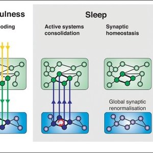 consolidation AND homeostasis.jpg