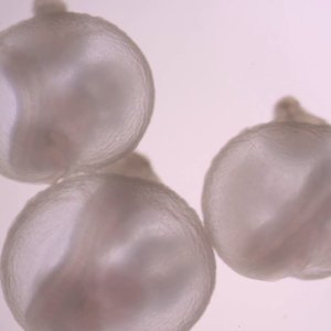 embryons-souris-artificiel.jpg