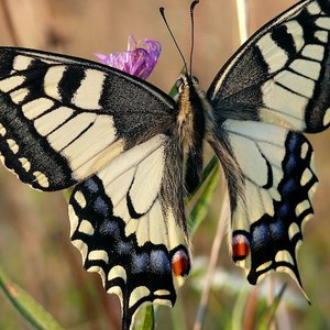 papillon porte-queue.jpg