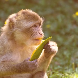 barbary-ape-4079907_1920.jpg
