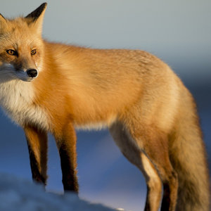 fox-1867062_1920.jpg