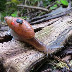 Escargot carnivore