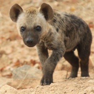 hyena-5479289_1920.jpg