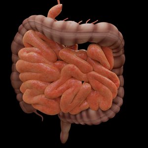 intestine-4413737_1920.jpg
