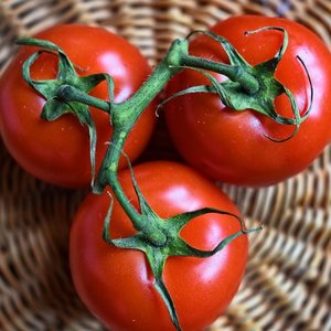 tomates-panier.jpg