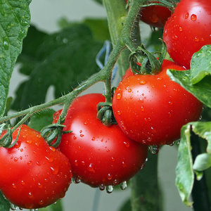 tomatoes-1561565_1920.jpg