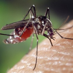 moustique-Aedes-Albopictus.jpg