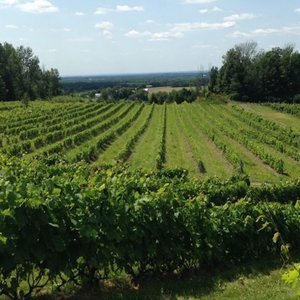 vignoble-Dunham.jpg