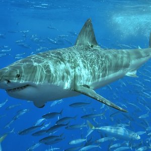 requin-blanc.jpg