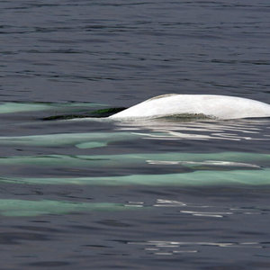 belugas-groupe.jpg