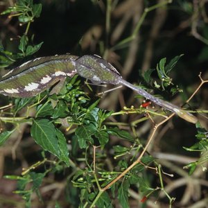 cameleon.jpg