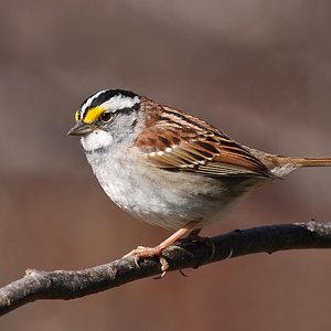 bruant à gorge blanche.jpg