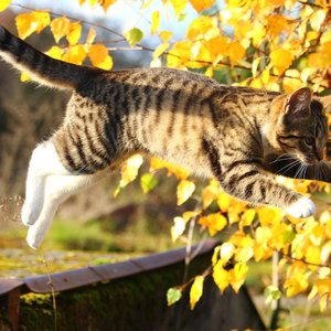 chat-saut.jpg