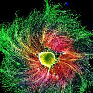 cellules-nerveuses-rat.jpg