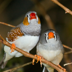 oiseau-diamant-mandarin.jpg