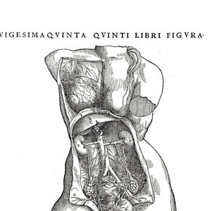 anatomie-manuel-1543.jpg