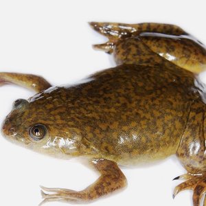 grenouille-Xenopus_laevis.jpg