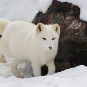renard-arctique.jpg