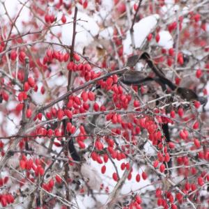 printemps-Sherbrooke.jpg
