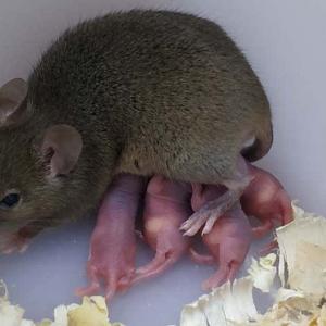 souris-parthenogenese.jpg