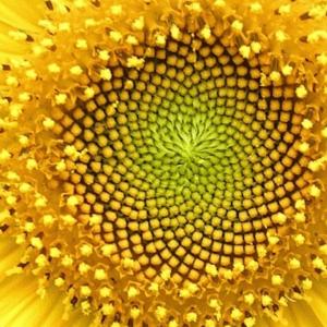 tournesol-Helianthus_whorl.jpg