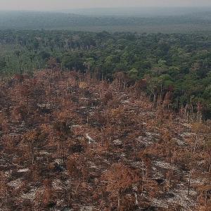 Amazonie-deforestation.jpg