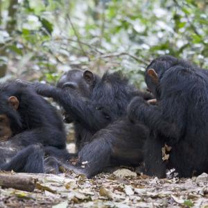 Activité d'épouillage, chimpanzés - Parc national de Gombe