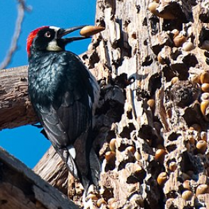 Pic des chênes (Melanerpes formicivorus) -2.PNG