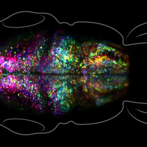 ZebrafishBrain_2880x1620_Lede_REVISED.jpg