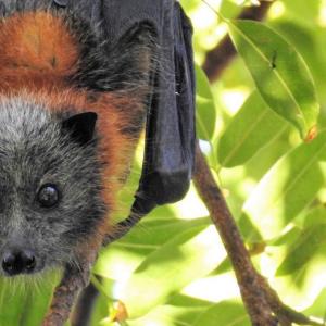 chauve-souris-France.jpg