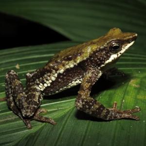 crapaud-Atelopus laetissimus.jpg