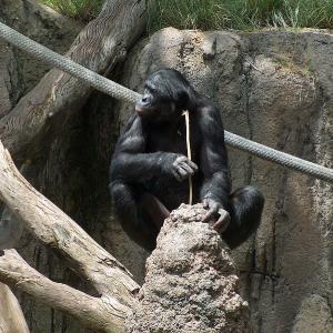 Bonobo lors d'une activité de pêche aux termites.jpeg