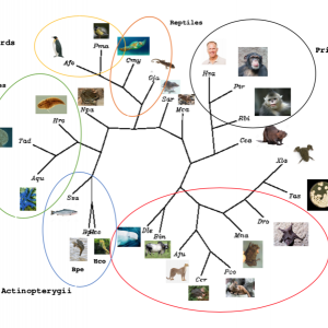 Exemple de représentation de l'évolution biologique 