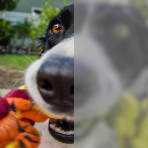 are-dogs-color-blind-side-by-side-views1.png