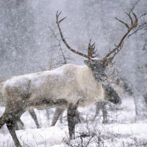 caribou-forestier.jpg