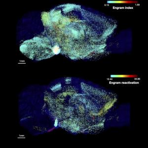 mouse-brain-activity.jpg