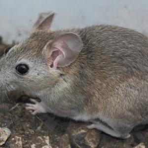 Rat des bois