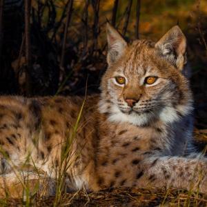 lynx-yeux-bruns.jpg