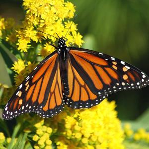 monarch-1926184_960_720.jpg