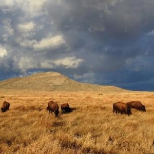 bisons-Mexique-reintroduction.jpg