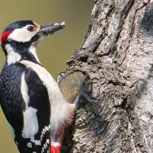 great-spotted-woodpecker-g6652e6d33_1920.jpg