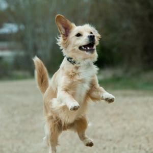 chien-excite.jpg