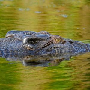 crocodile-Australie.jpg