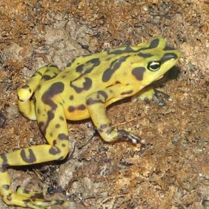 grenouille-doree-Panama-eteinte.jpg