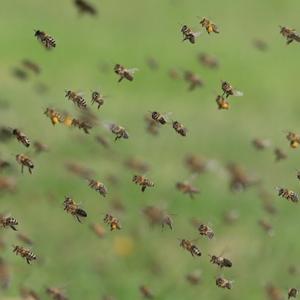 abeilles-essaim.jpg