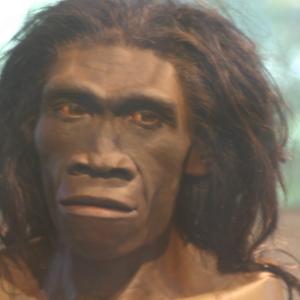Homo Erectus-Smithsonian.jpg