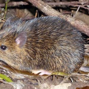 rat-Japon-Tokudaia osimensis.jpg