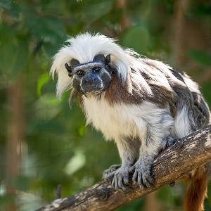 Singe tamarin en captivité 
