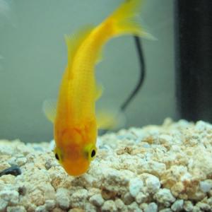 Poisson rouge commun en position tête vers le gravier