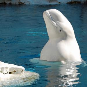 Beluga qui sort la tête de l'eau